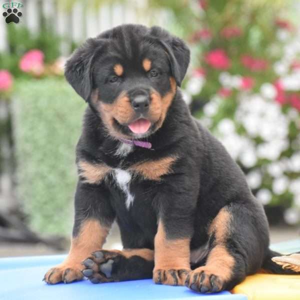 Aurora, Bernese Mountain Dog Mix Puppy